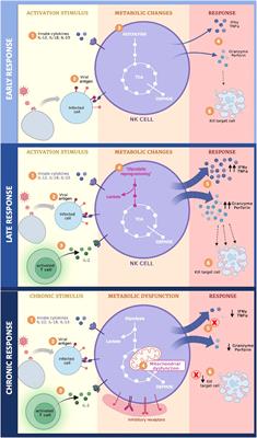 Metabolism of NK cells during viral infections